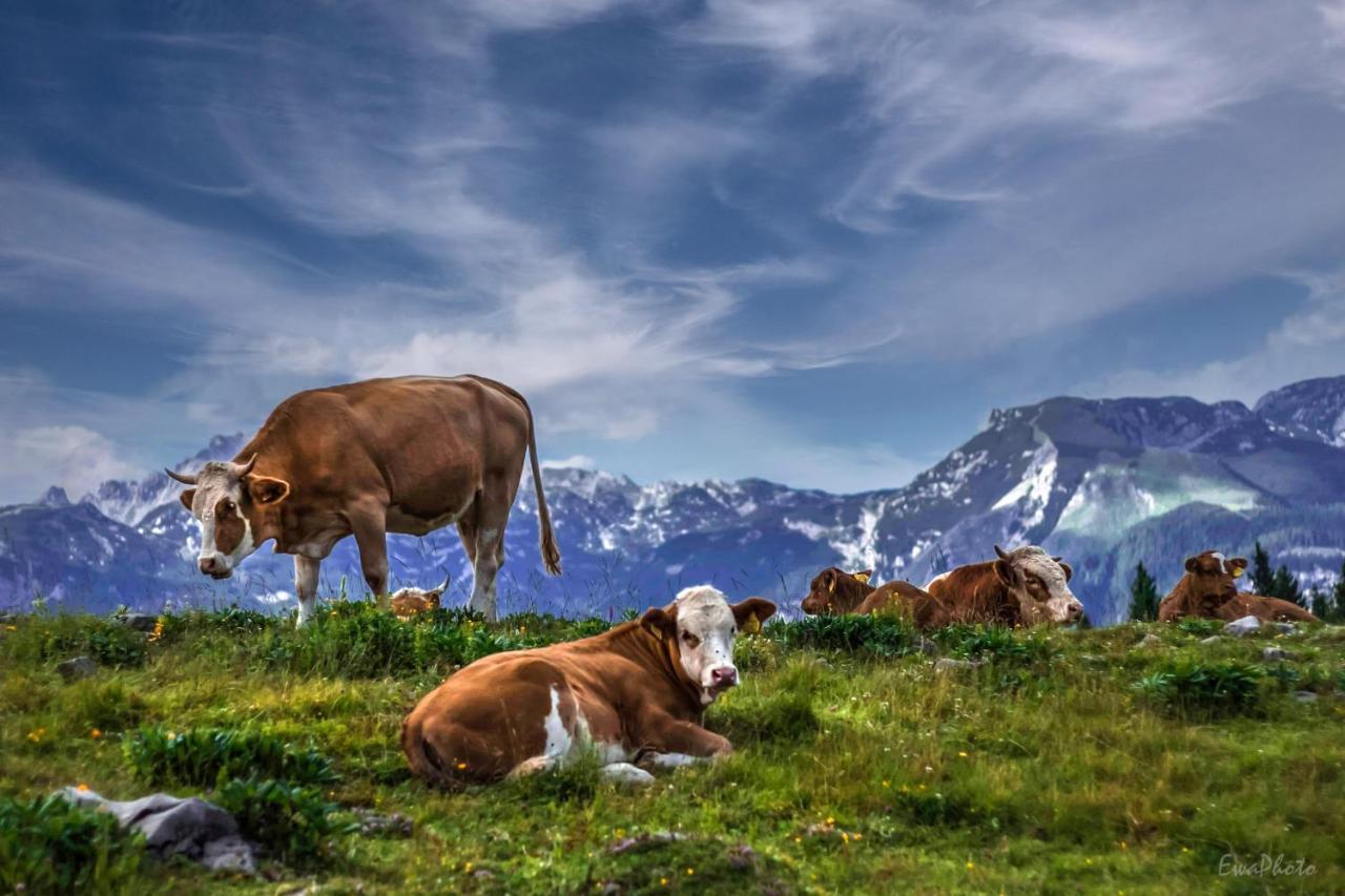Villa Koca Ojstrica - Velika Planina Stahovica Esterno foto