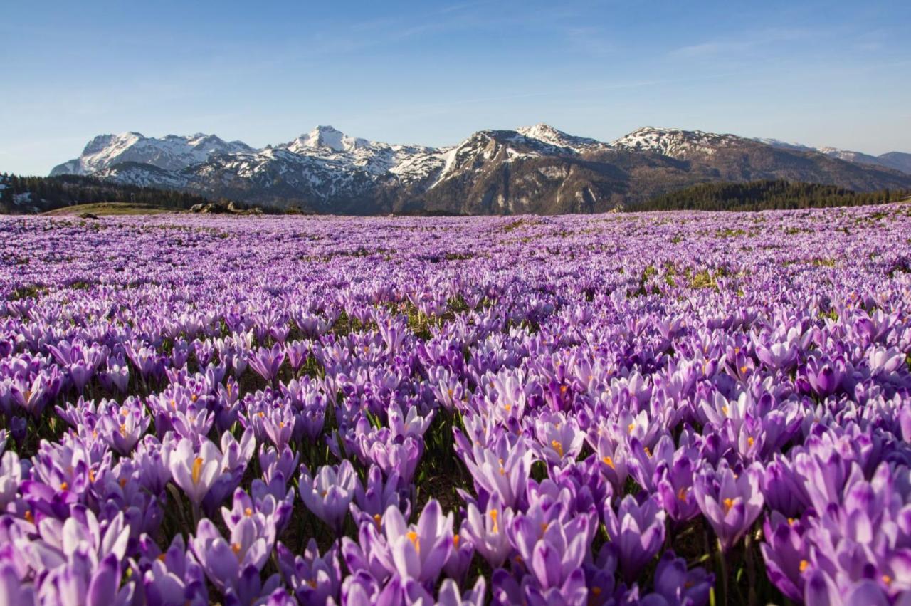Villa Koca Ojstrica - Velika Planina Stahovica Esterno foto