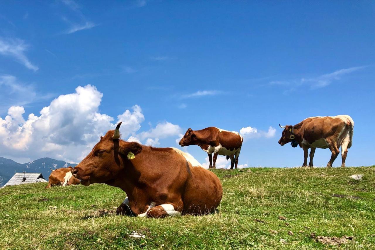 Villa Koca Ojstrica - Velika Planina Stahovica Esterno foto