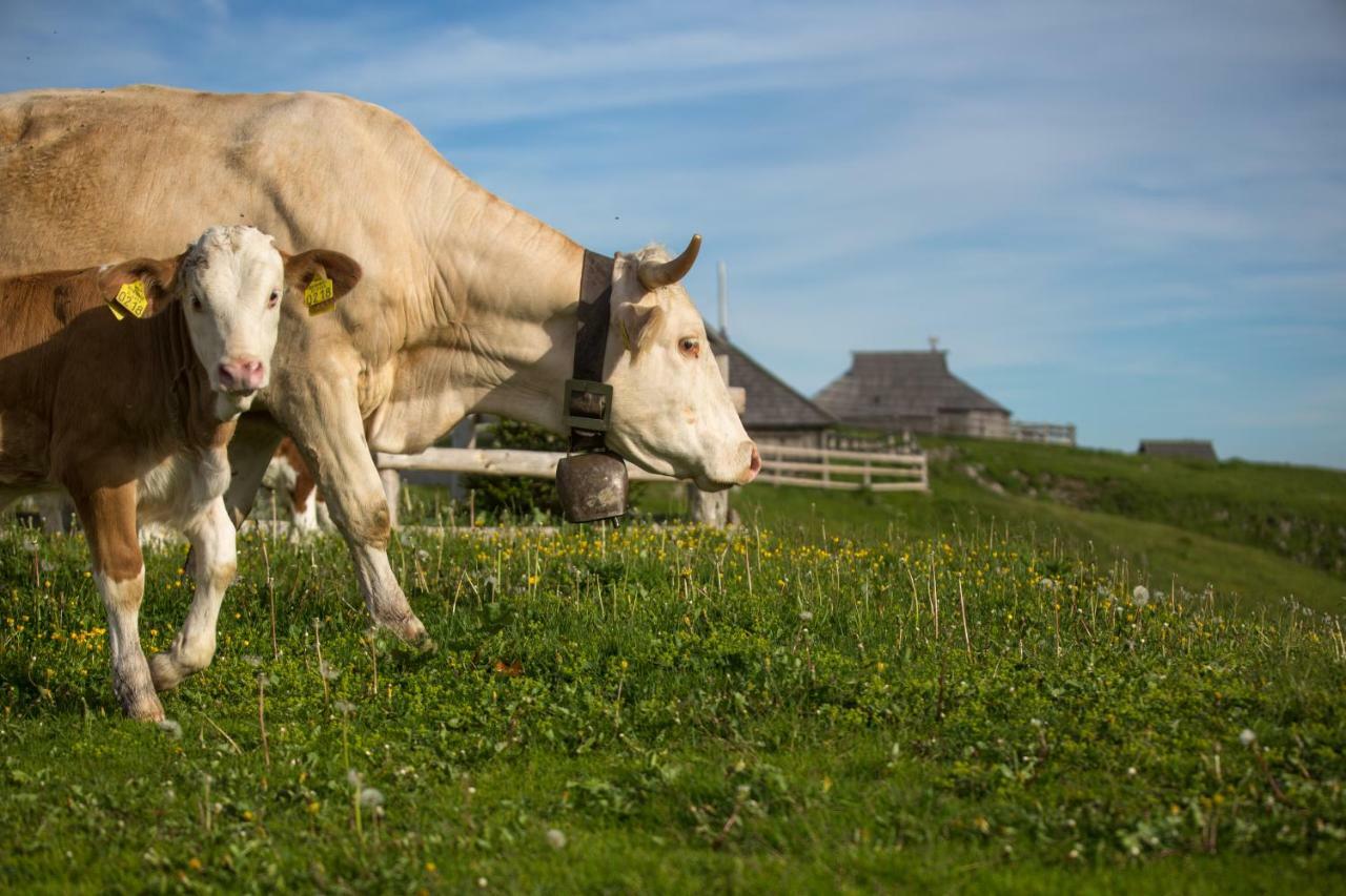 Villa Koca Ojstrica - Velika Planina Stahovica Esterno foto